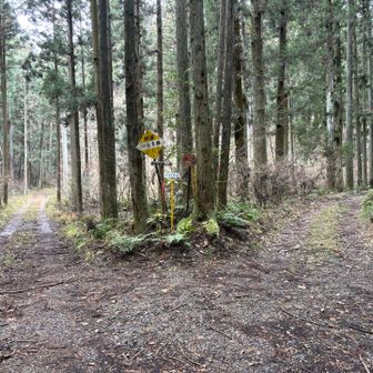 分岐を右に進みます