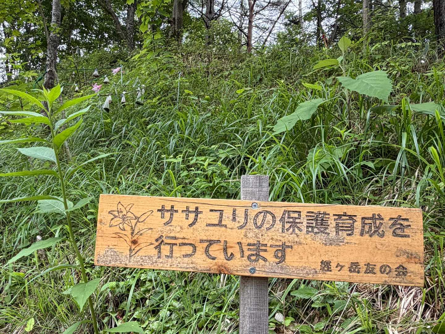 ありがとうございます🙇‍♀️