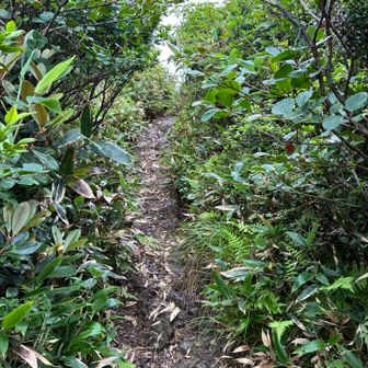 山頂手前
もう急登りはない