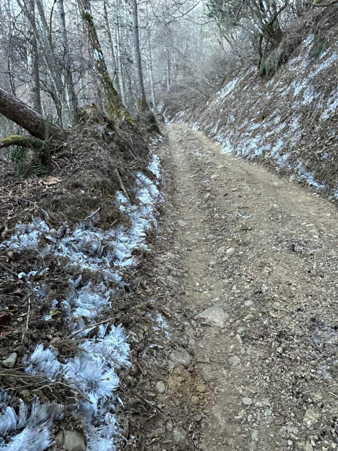 その後は山頂付近までずっとジープの通れる林道をひたすら歩きます😅