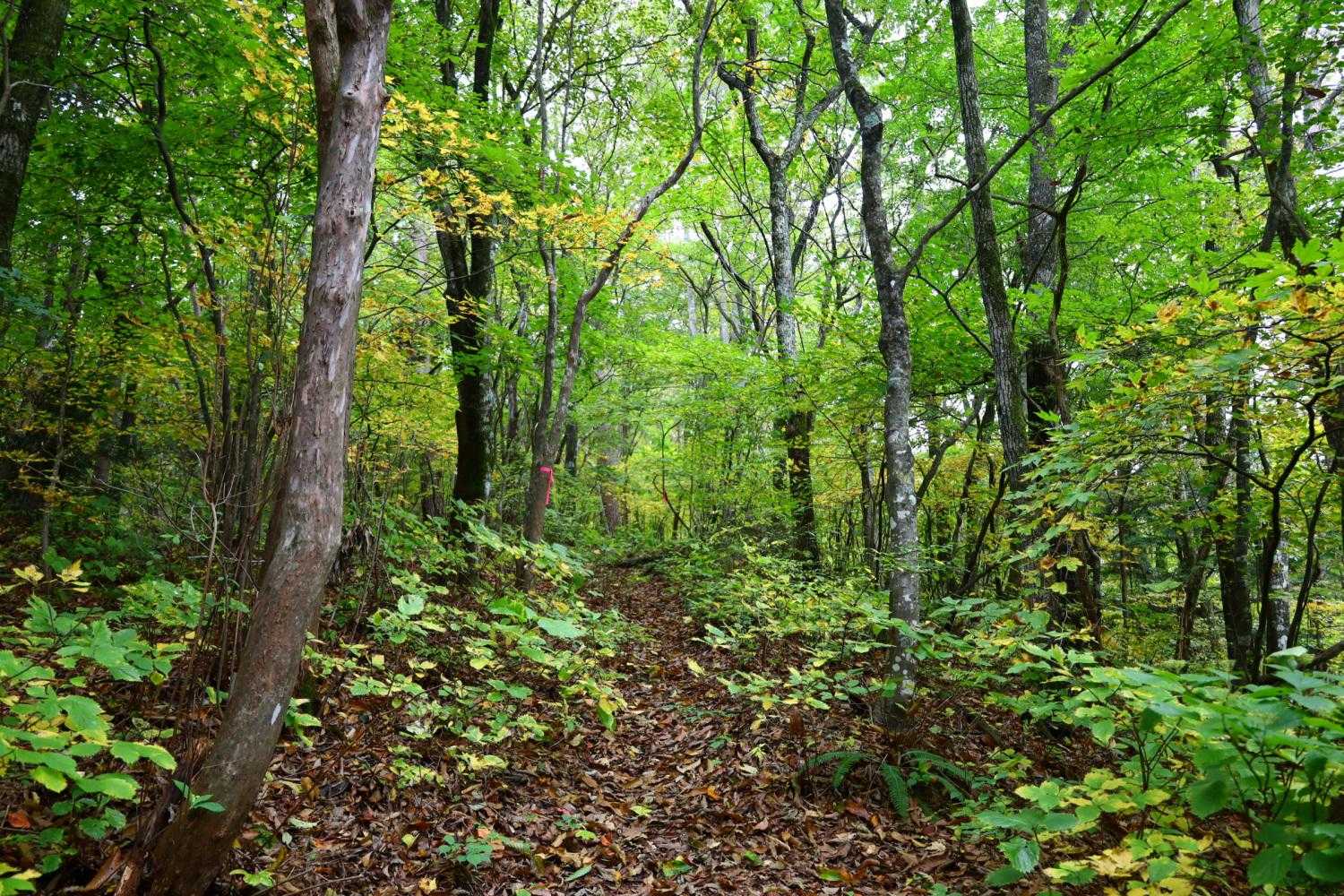 鬼ヶ城山 往復コースの写真