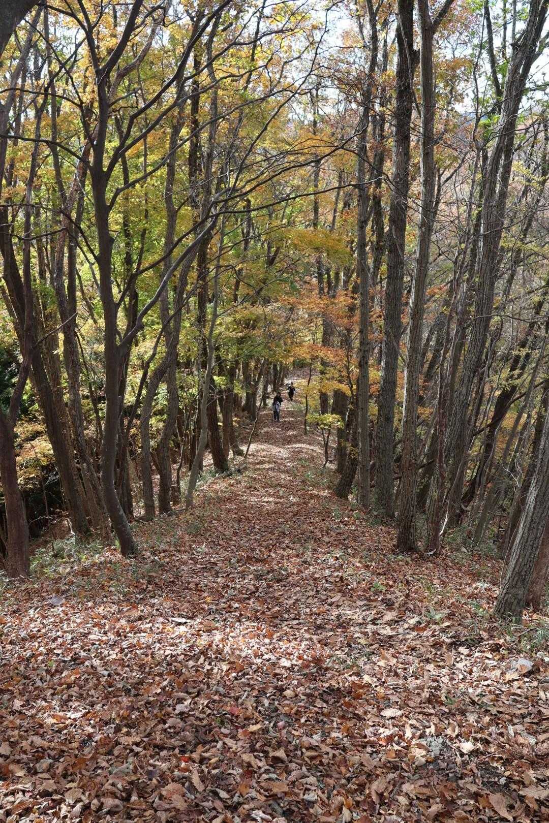 まもなく山頂⛰️👣
ふと振り返ってみると、紅葉のトンネルでした🍁🚶🍁