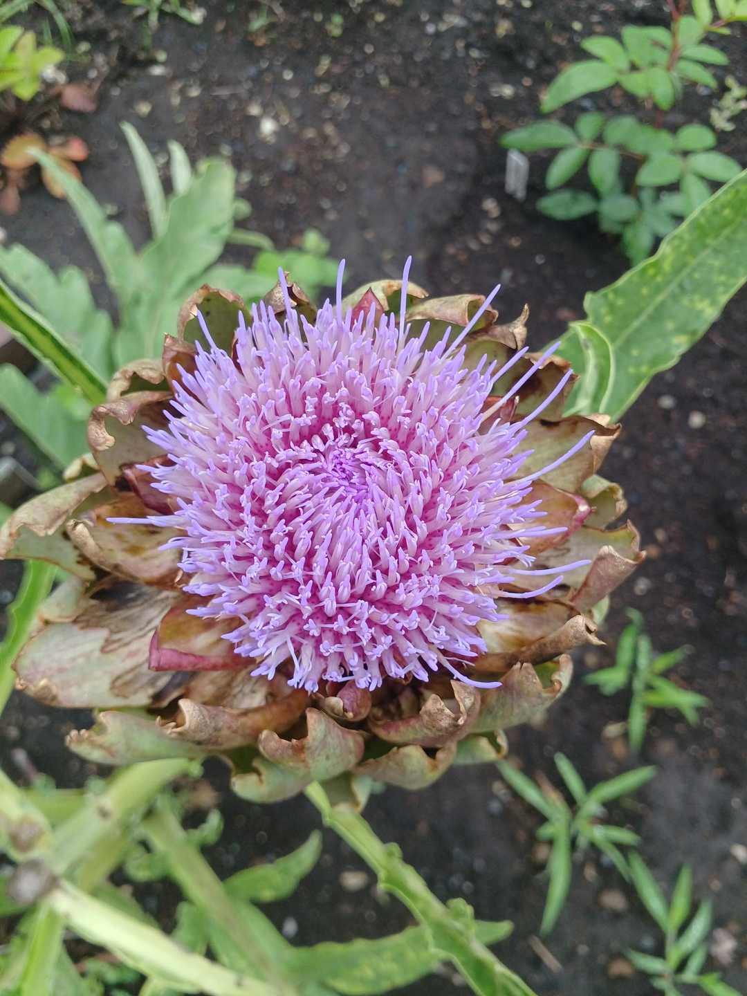 水彩の優しい青の開花アーティチョークの花と美しい花の絵。ストックイラスト.— ストックイラストレーション by © ZeninaAsya  #413459818, image size:1080x1440