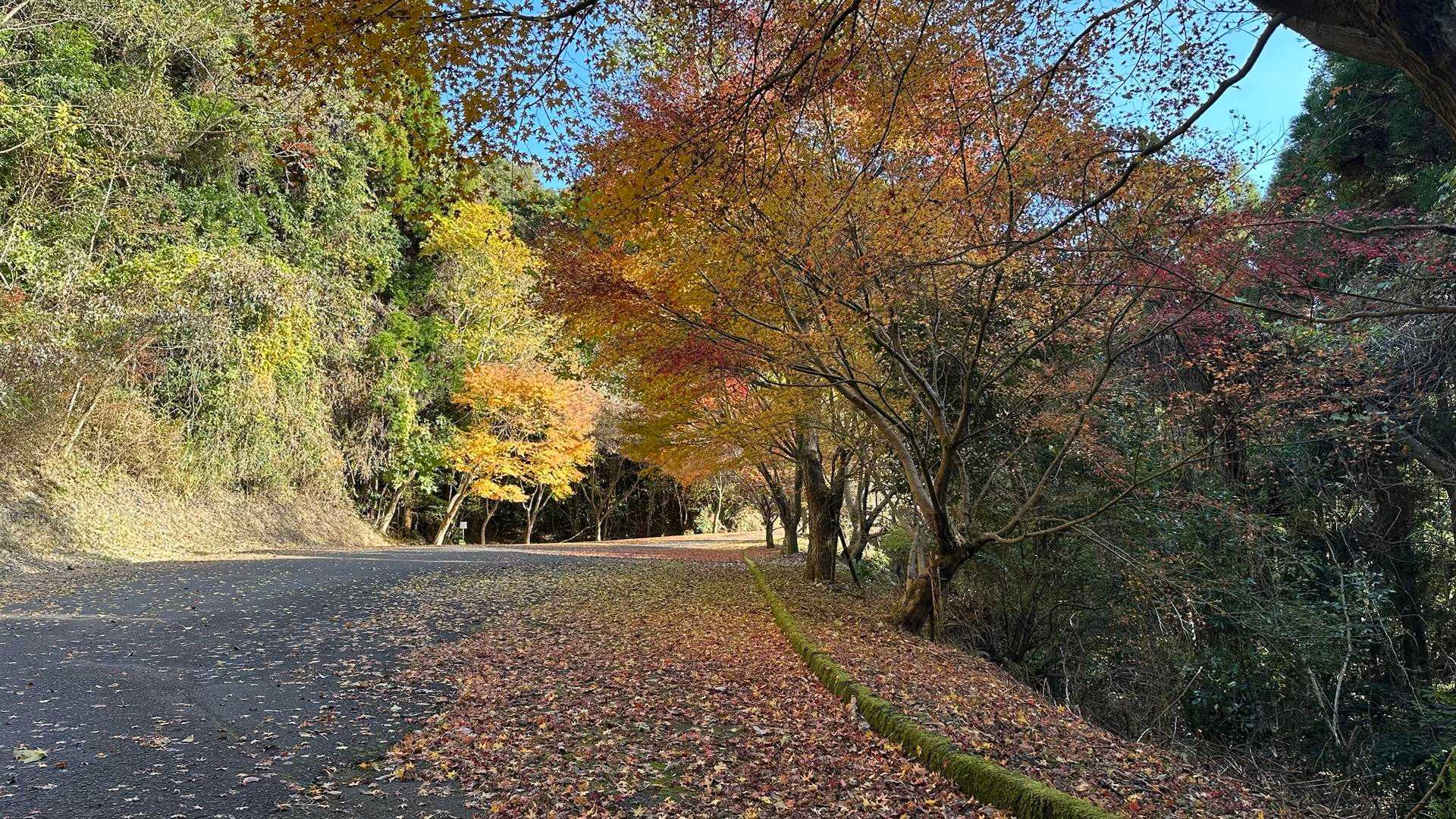 🍁