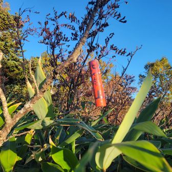 大倉山山頂標識⛰️
三角点の近くにあります。

藪漕ぎで疲れたから白山登らなくて良くね？
白山は何度も登ってるし(えー