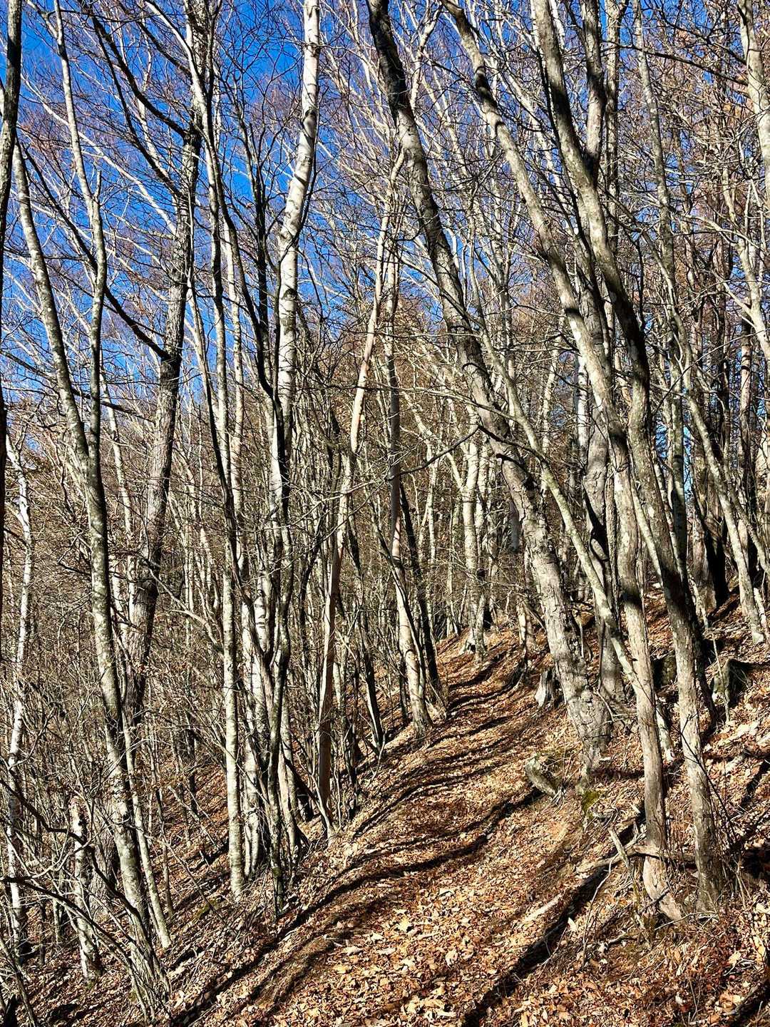 冬枯れの道🍂