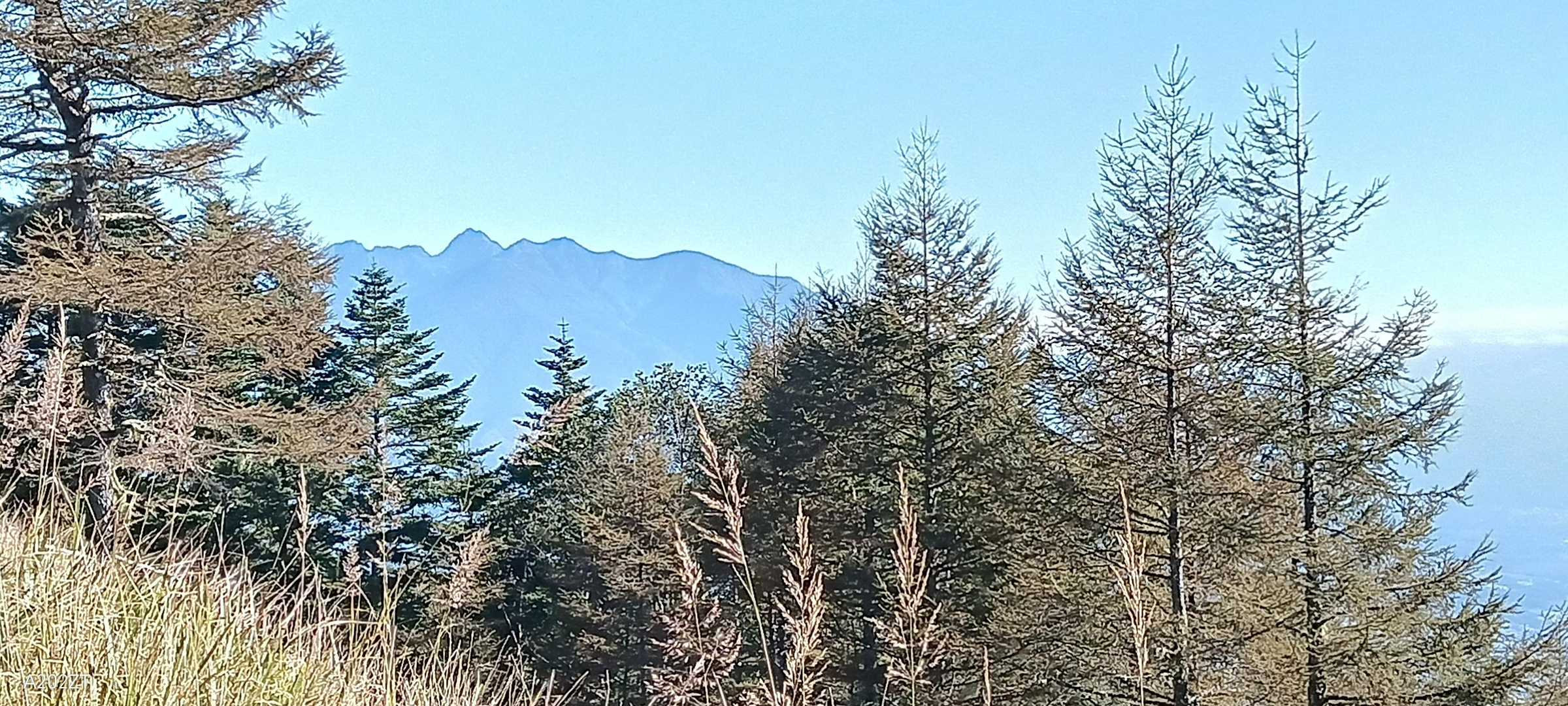 森越しの八ヶ岳