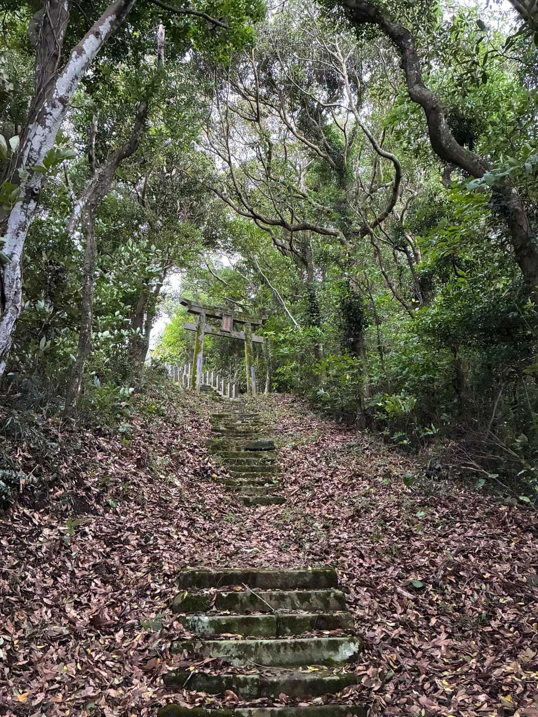 番岳 登山口-番岳 往復コースの写真
