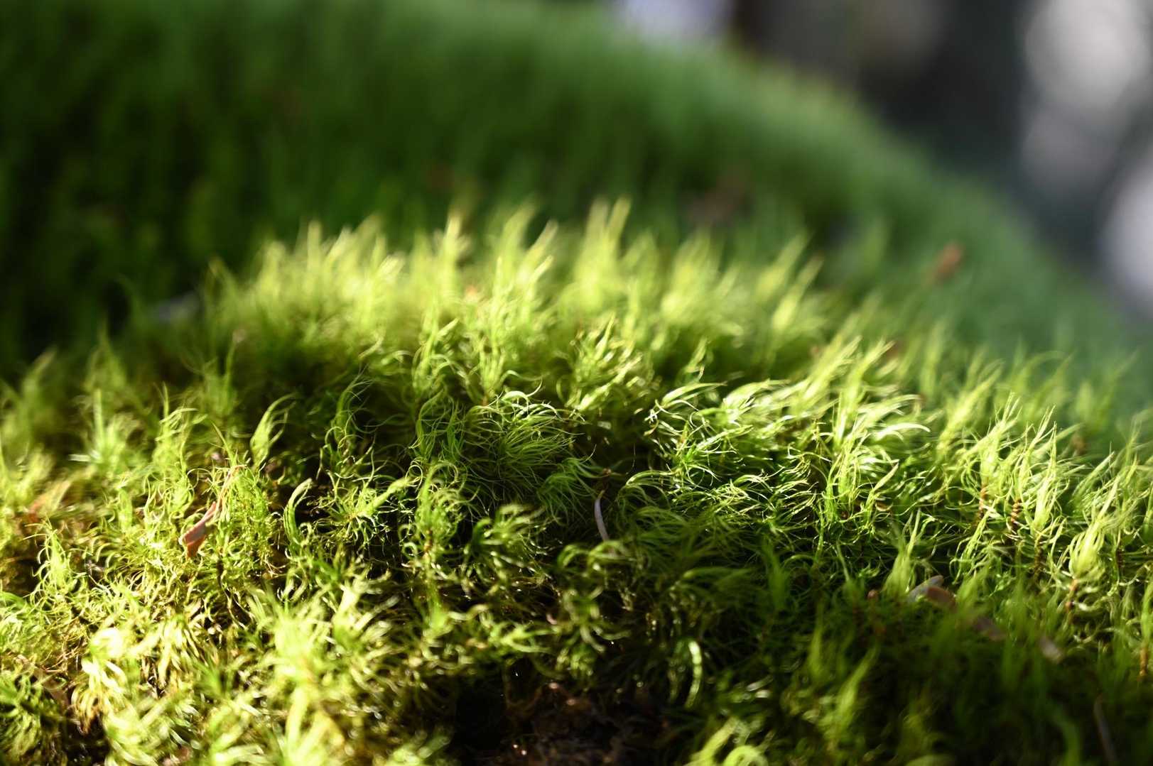 苔✨