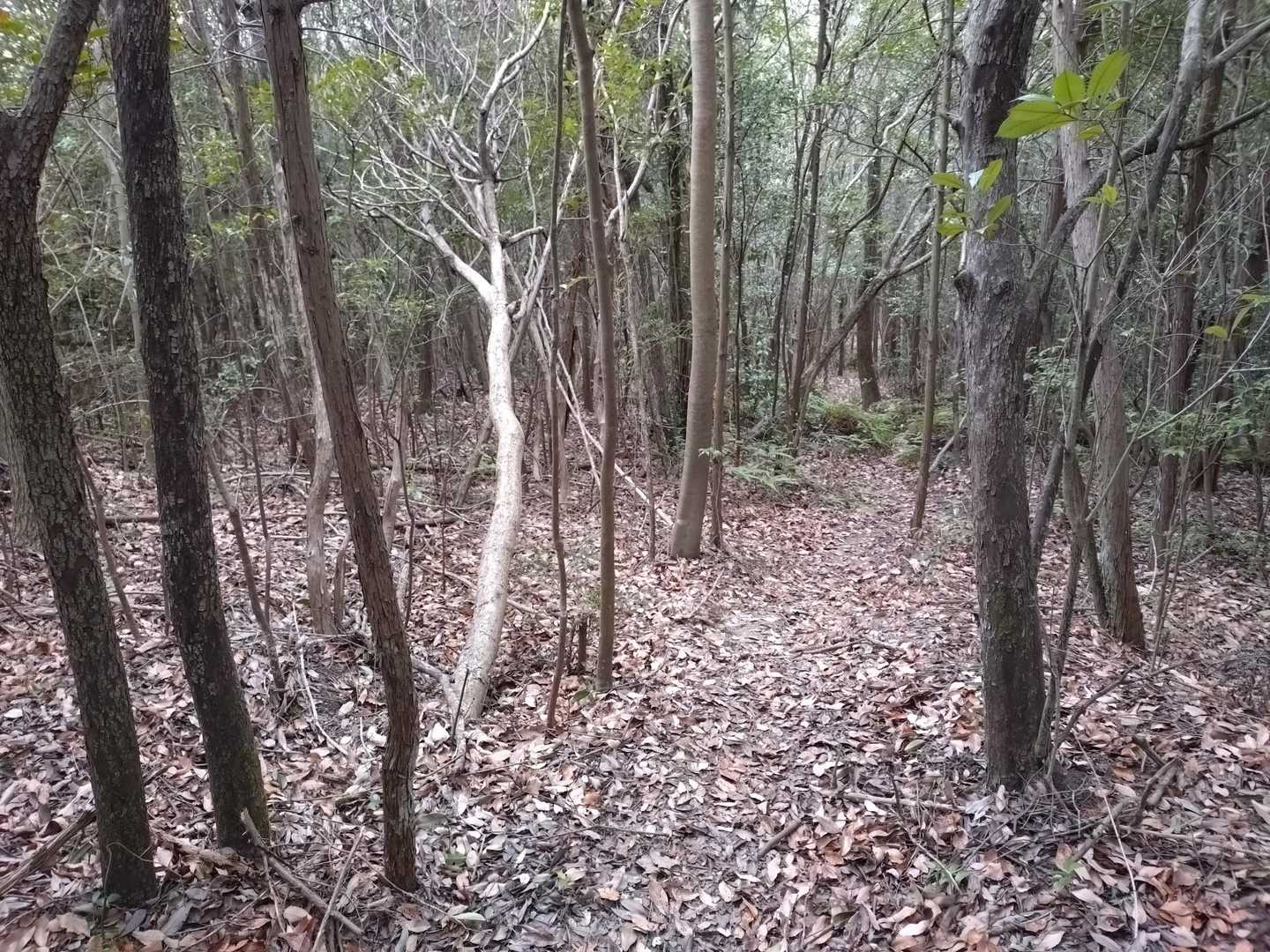 このあたりから🍂ロード😊