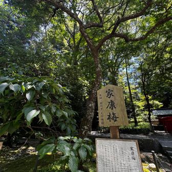 徳川家康公が水戸の初代藩主頼房(家康公の十一男)の出産を祝い、無事の成長を祈って自ら手植えしたと伝えられている家康梅