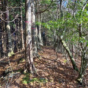 急な坂もあるが、千町の這い上がりに比べたら楽