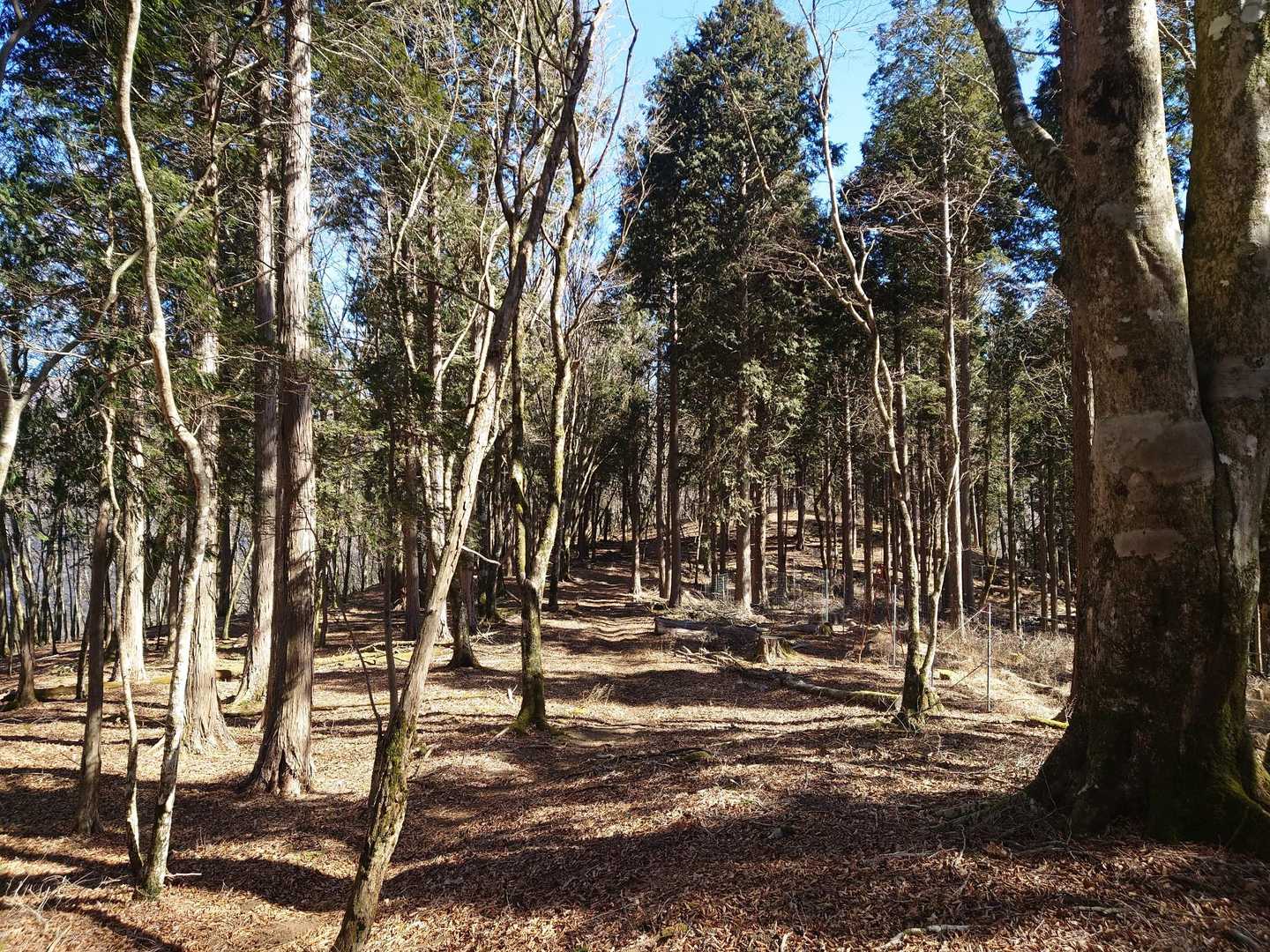 寂寥感漂うブナ林を行く。
静寂、これは山の音。
トレイル不明瞭、踏み跡も人のものか、獣のものか、どこを歩いたら良いのか、そもそもなんで俺はこんな山の中にいるのか、と戸惑いつつ、YAMAPを頼りに進む。
