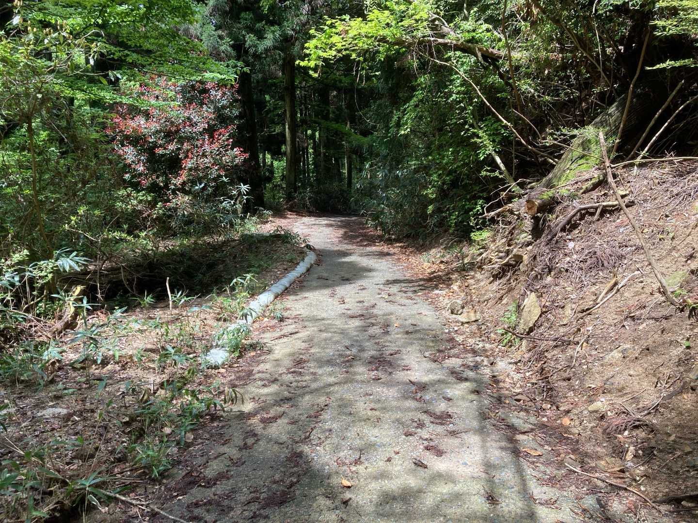 道路をてくてく