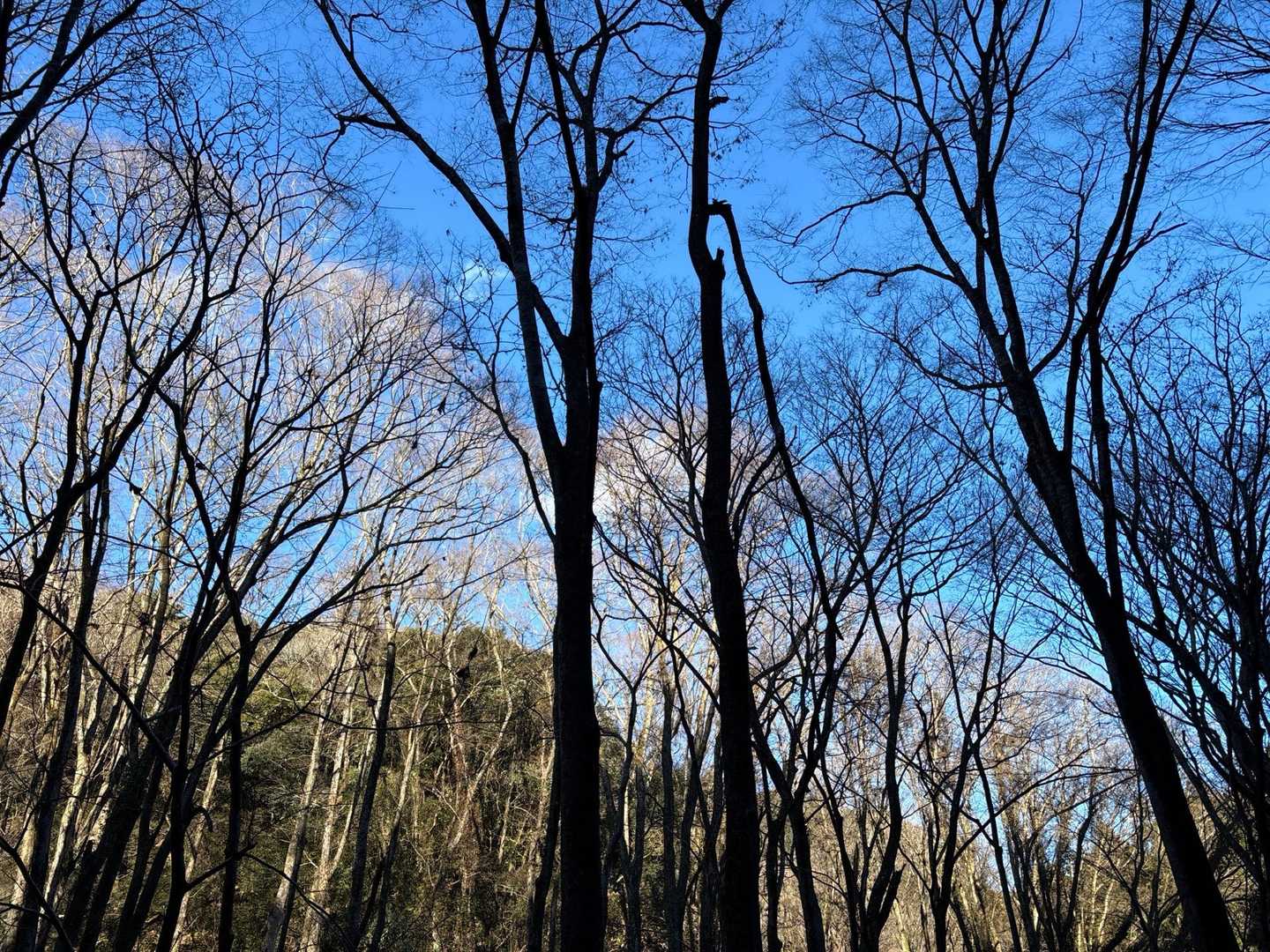 東登山口-御前山-西登山口 周回コースの写真