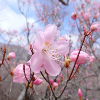 篭山付近はアカヤシオの蕾も沢山
やっと晴れて来ました☀️