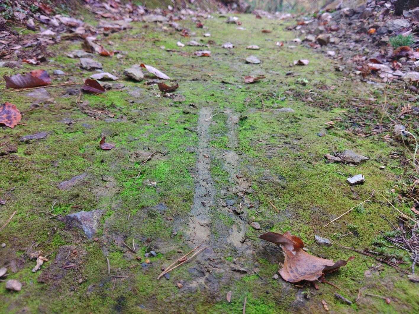 鹿のスリップ痕？