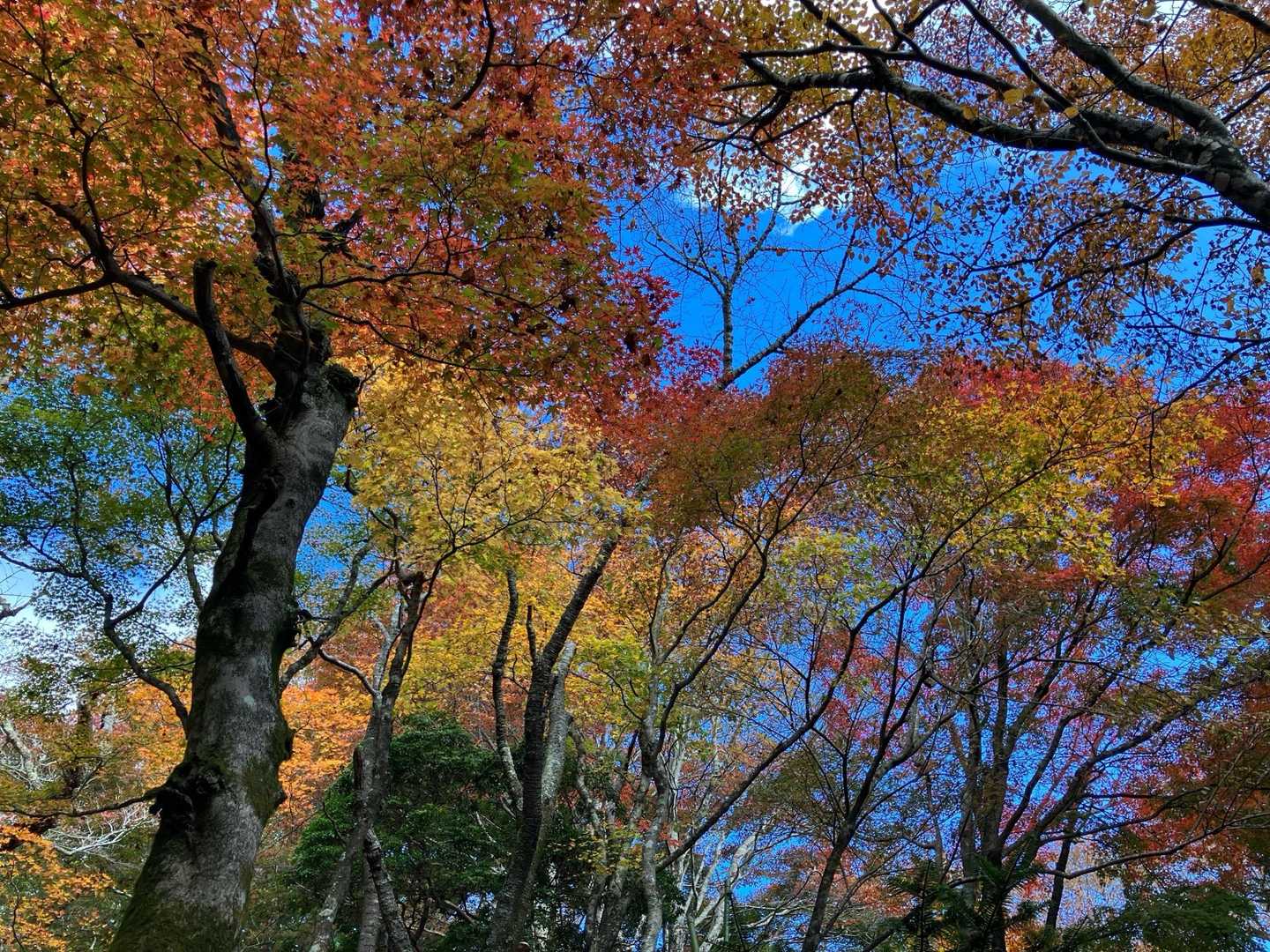 日向キャンプ場-大山 周回コースの写真