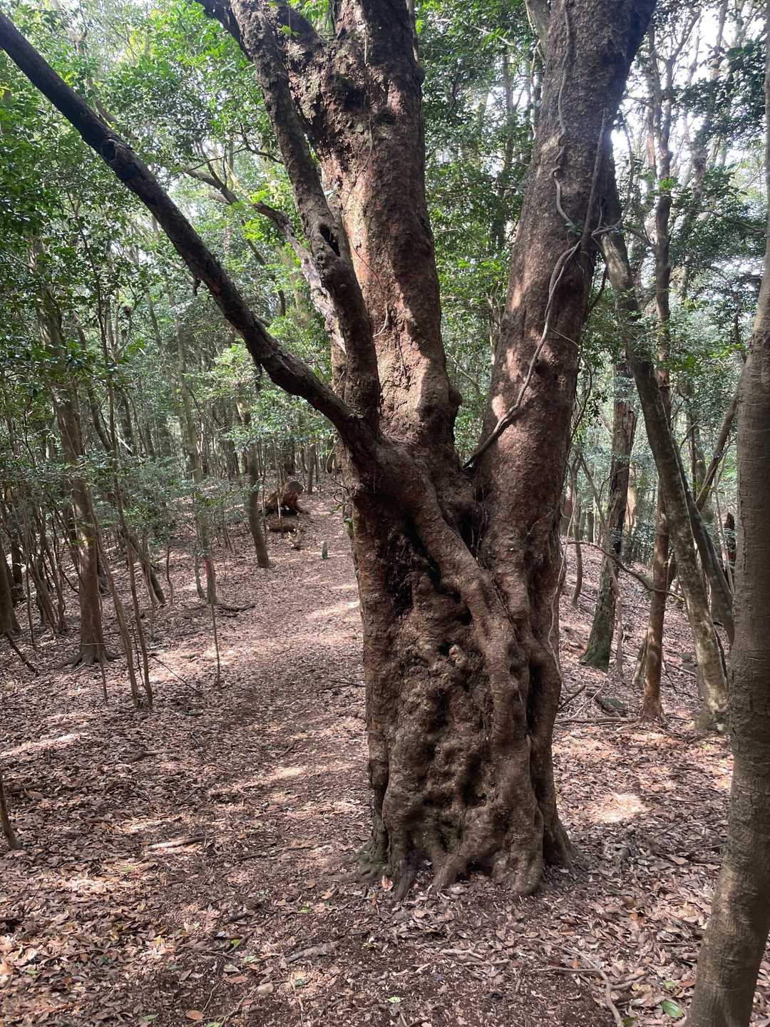 存在感ある木