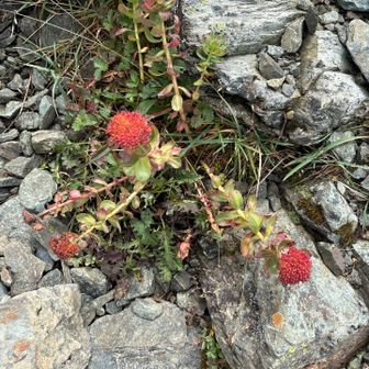 イワベンケイ（岩弁慶）の雌株（実の時期）特徴: 多肉質の肉厚な葉が特徴の植物です。イワベンケイは雌雄異株で、夏に黄色い花を咲かせた後の「雌株」は、このように実が赤く色づいて花のようになります。