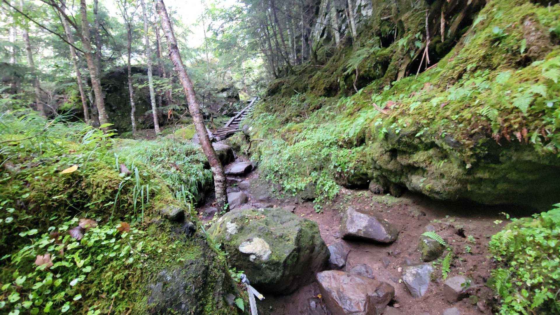 昼間は降らない予報でしたが時折小雨がぱらつきます。