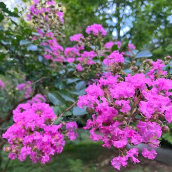 サルスベリの花が綺麗🌸✨