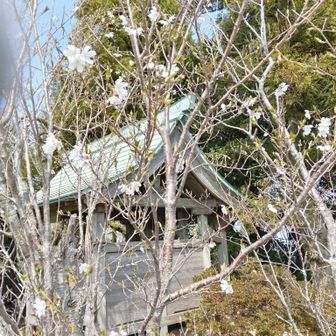琴ノ尾神社の裏側の桜です。