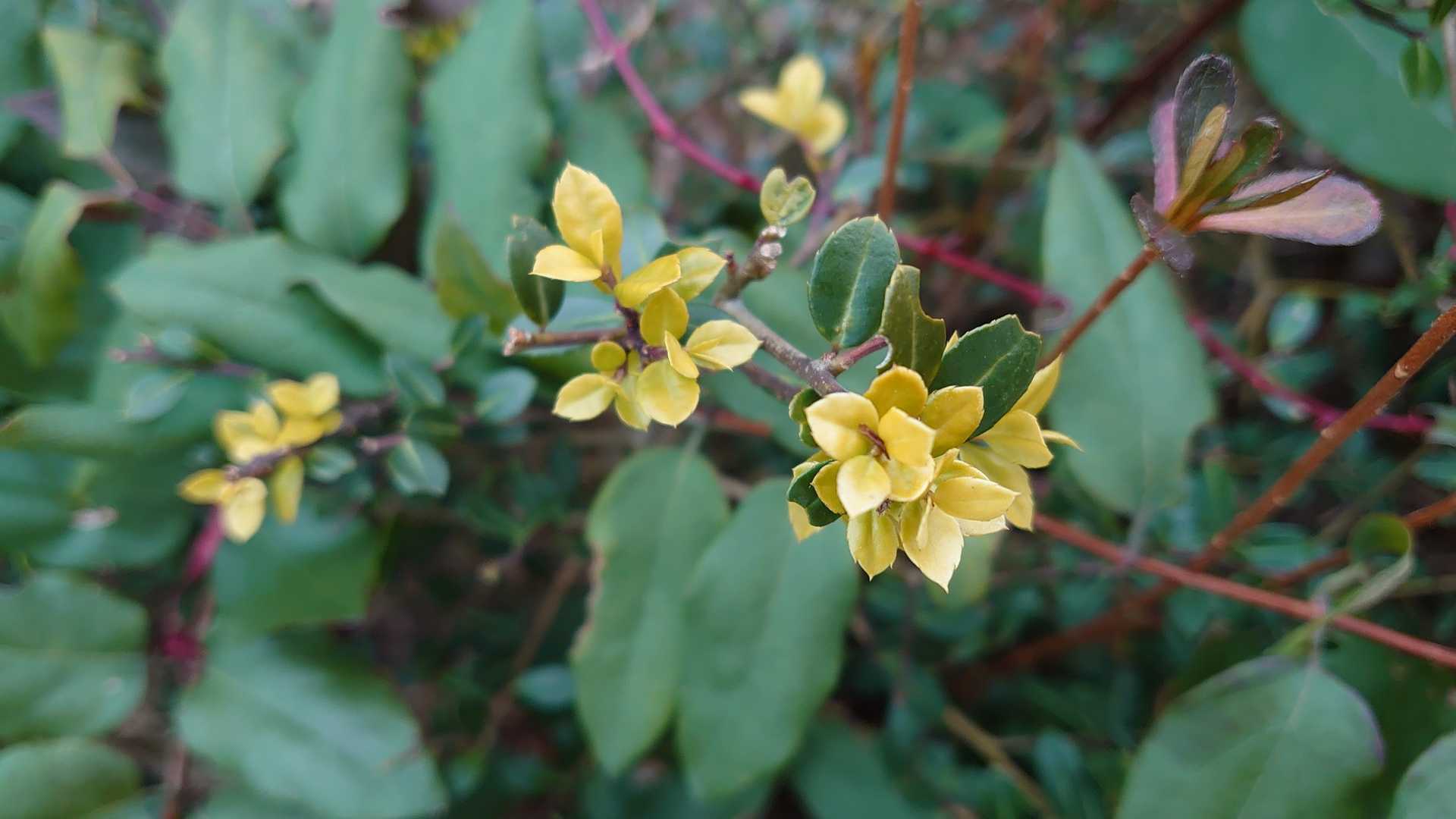 まるで花のように色づいていました