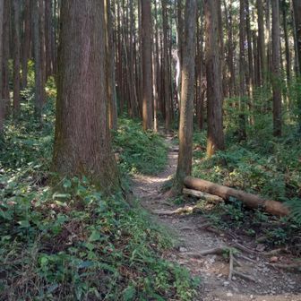気持ち良い山林歩き