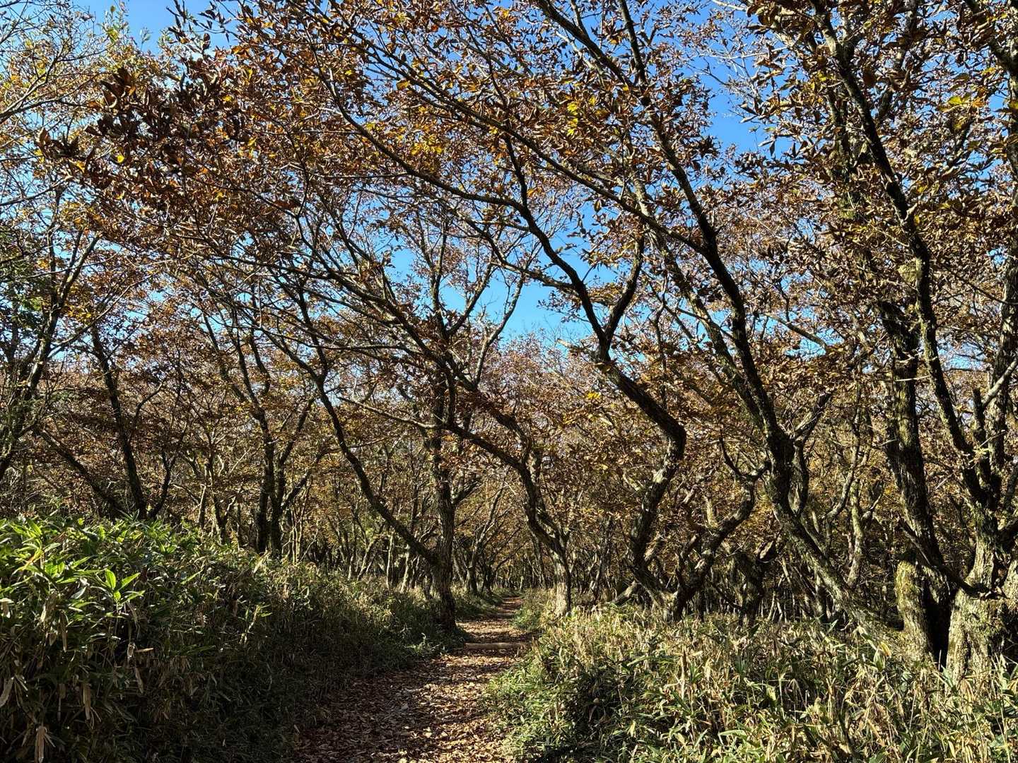 よく整備された綺麗な道が続きます🌲