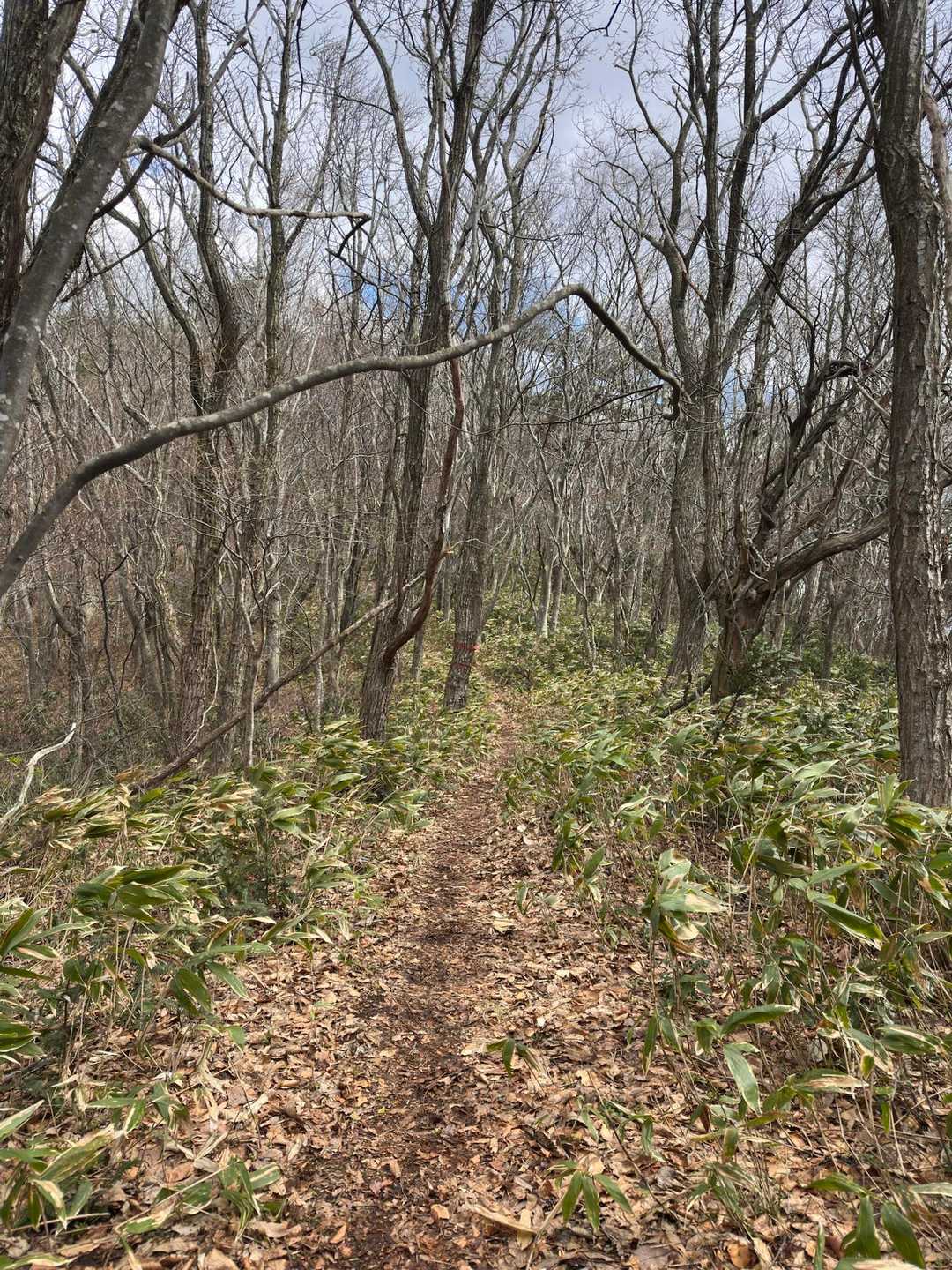 このような樹林帯をお花を探しながら歩き、山頂手前からは少し斜度がキツくなり…