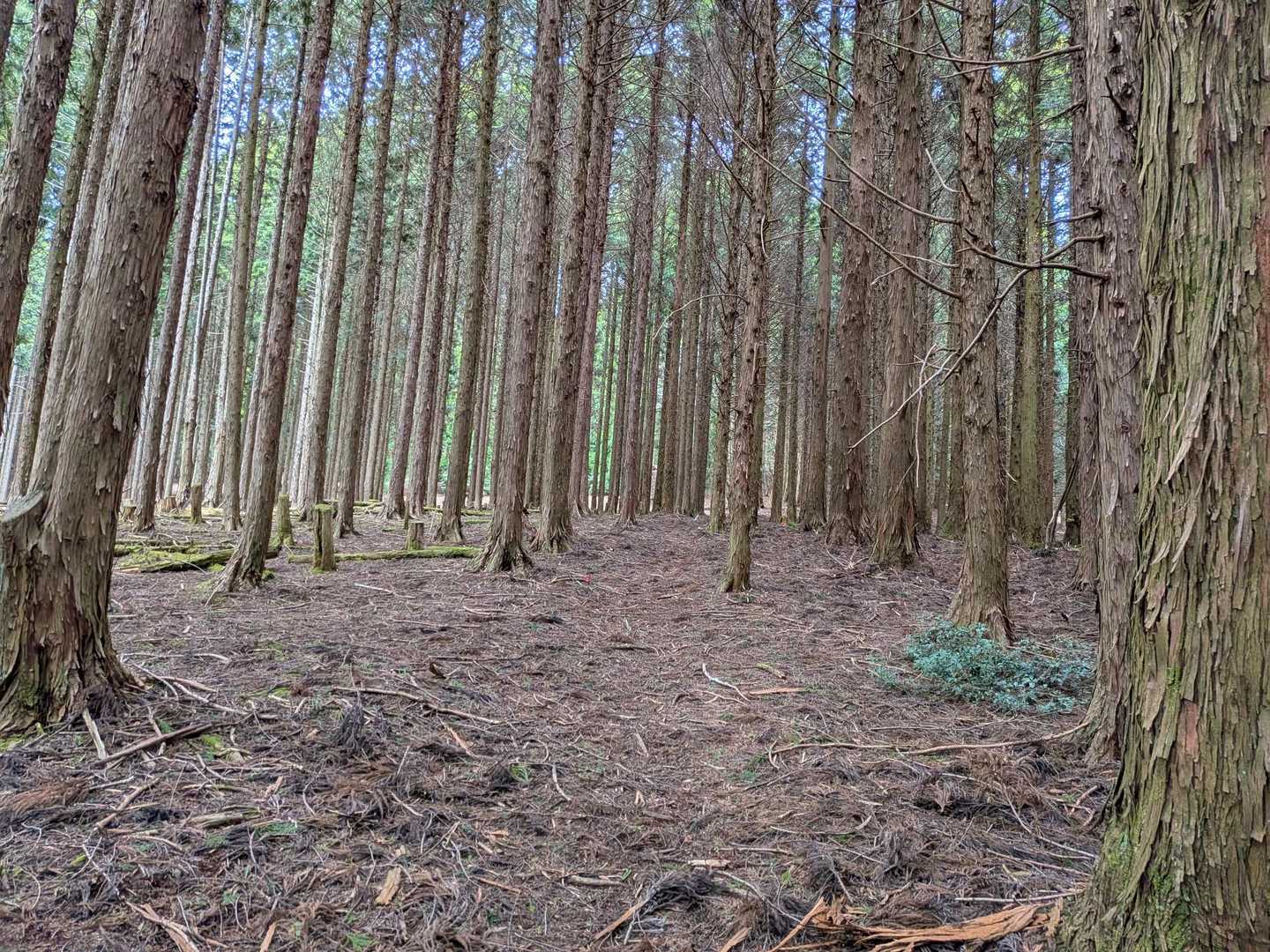 杉の樹林帯🌲夏は涼しそうです🎐