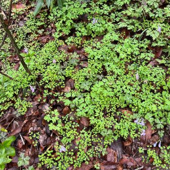 行きは暗くて分からなかったけど
ヤマエンゴサクが満開でした💜