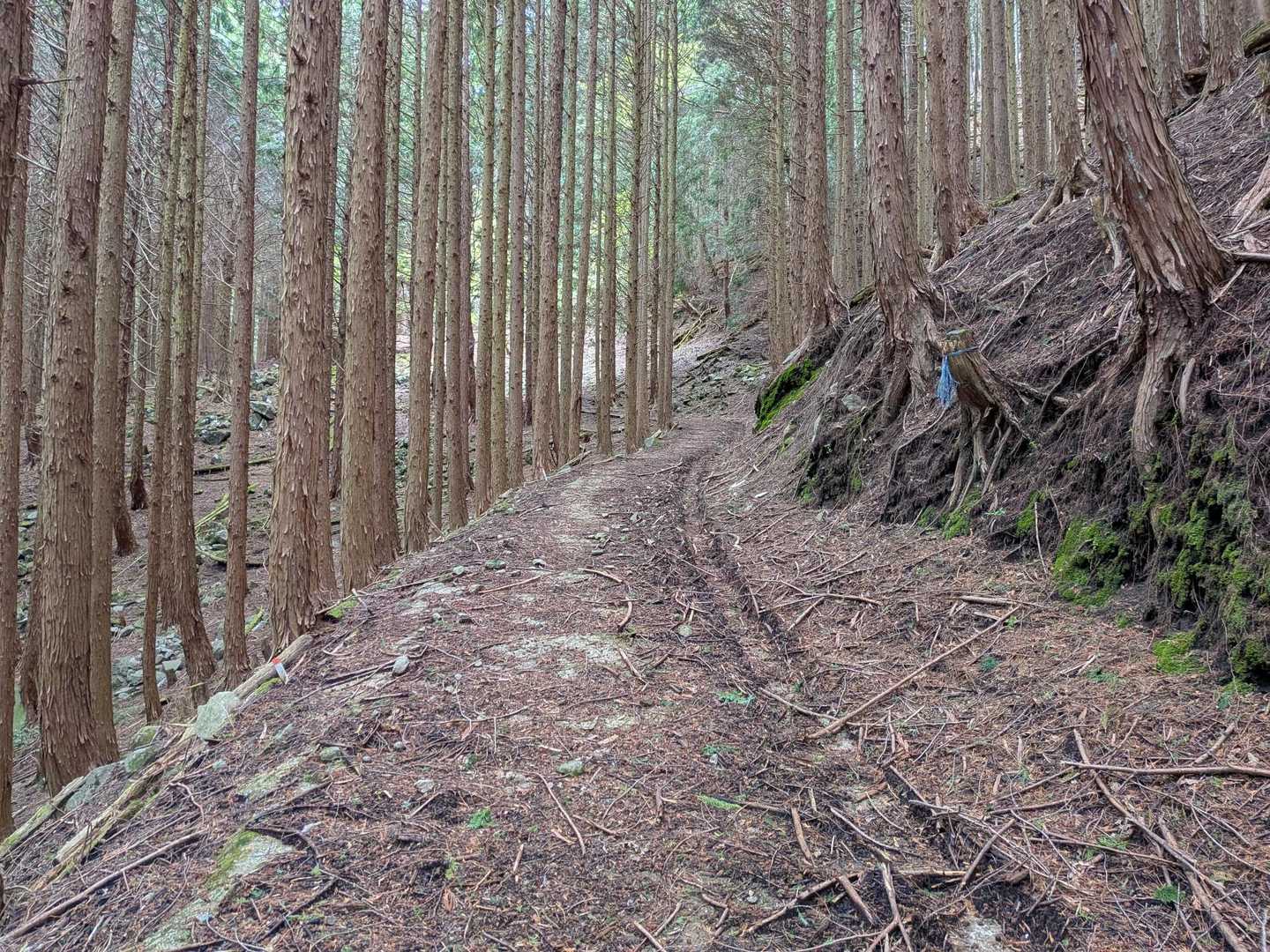 急登もなく歩きやすい✨️