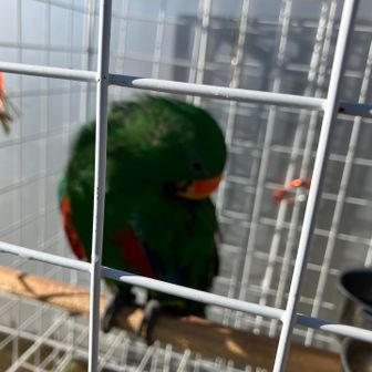 何処から声が聞こえると思ったら、オウム🦜さん😁