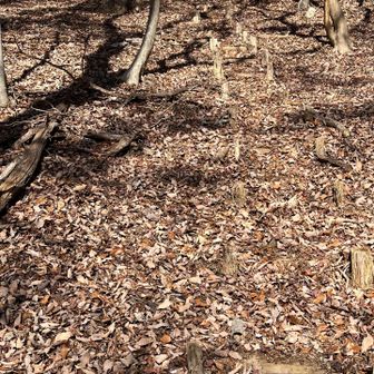 木の階段がうっすらと...
縦の木に引っ掛かりがち(´o｀；