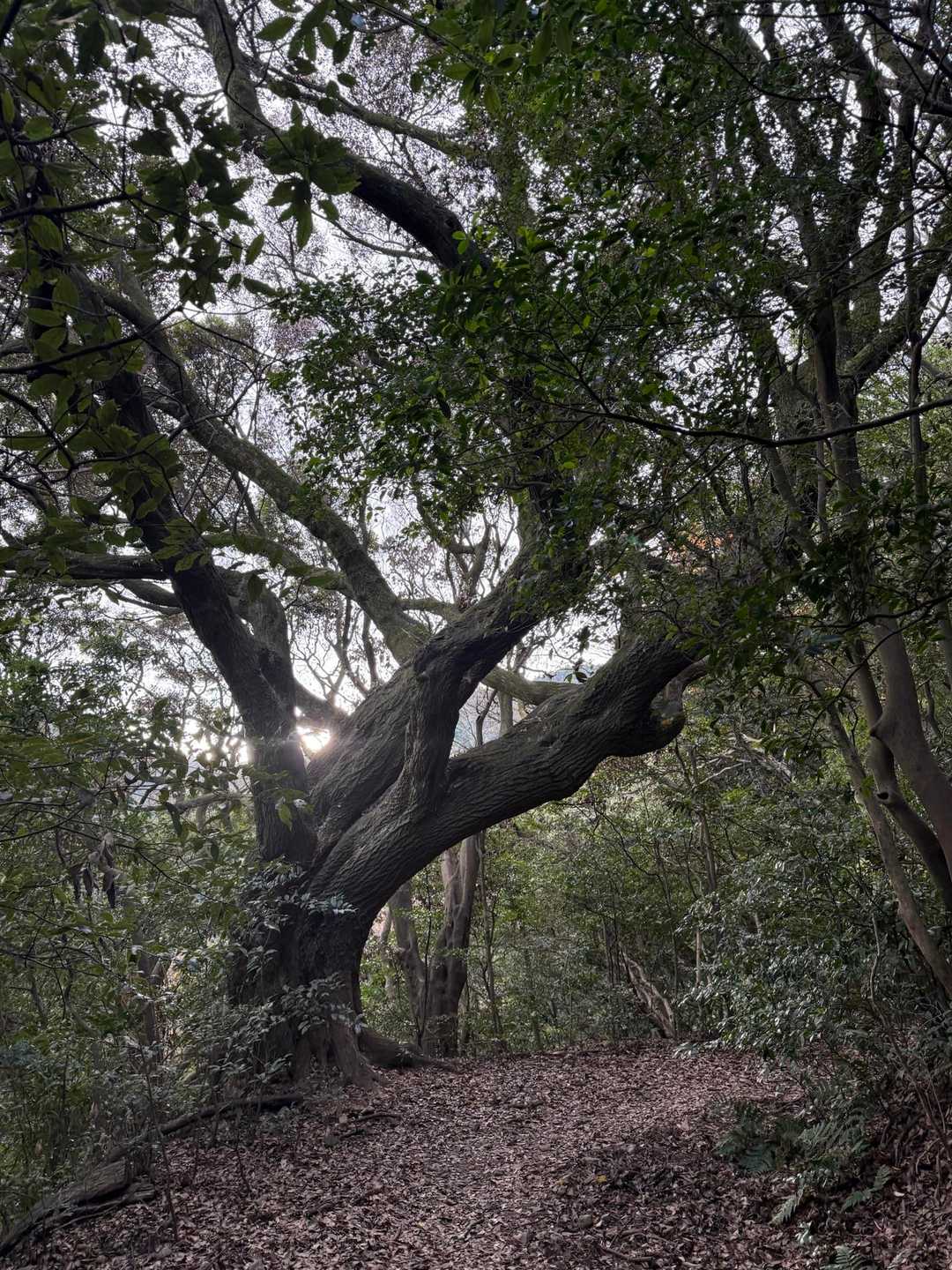 なんかエモい🌳
