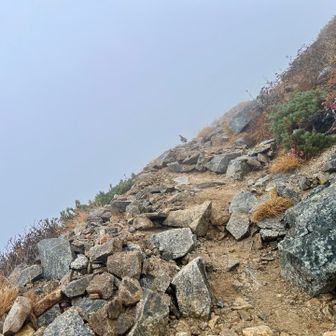 大天荘への岩場！これが今回1匹目の雷鳥