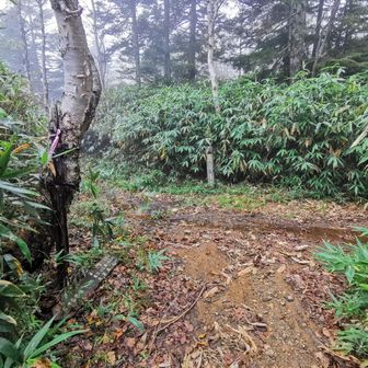 合流。悪い道だった…
