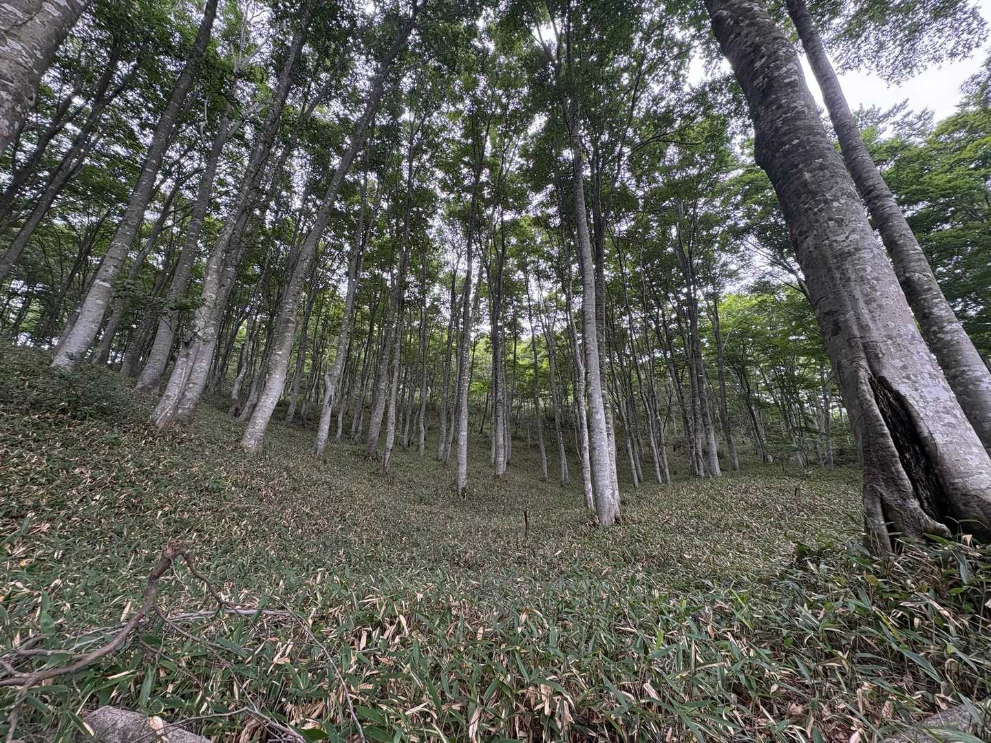 🌳🌳🌳✨