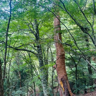 美しい緑の中を登って行く