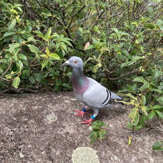 足輪がある鳩がいた。
レース鳩かな？
美しい鳩でした✨