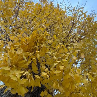 天満宮のイチョウ、またまだ綺麗ね🟡