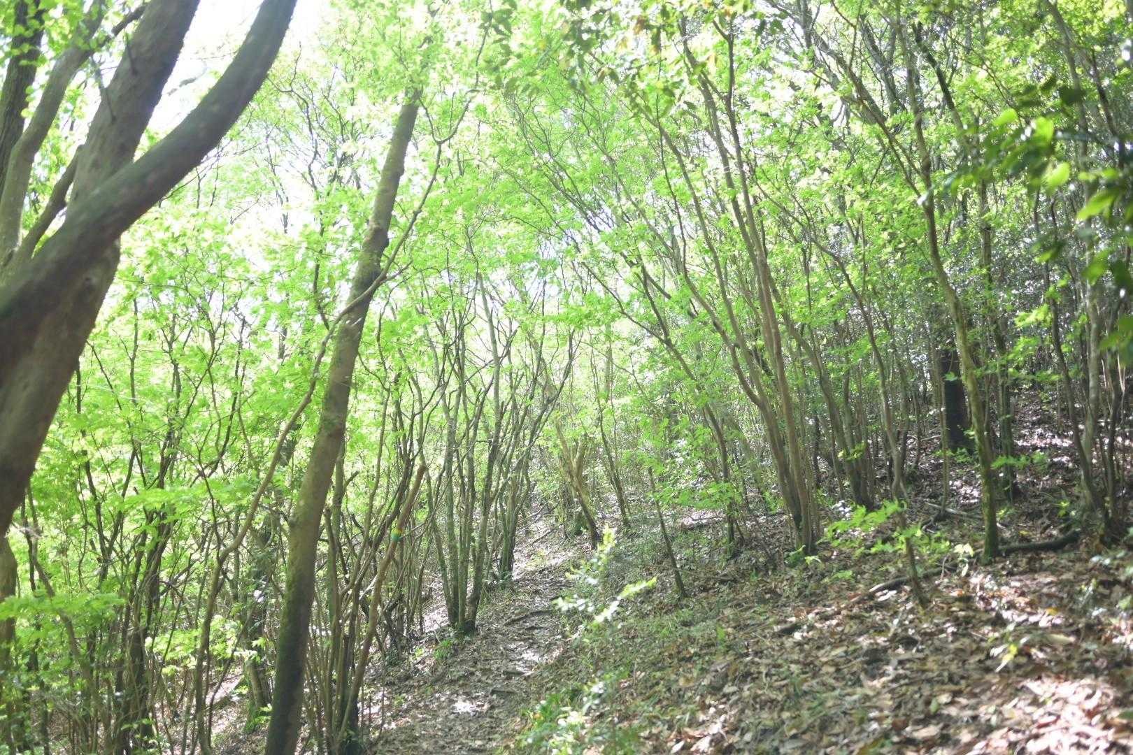 三瀬峠-城ノ山-アゴ坂峠-金山 往復コースの写真