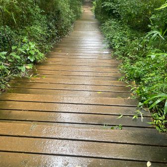 木道も充実
滑らないように気をつけて歩きます🚶‍♀️