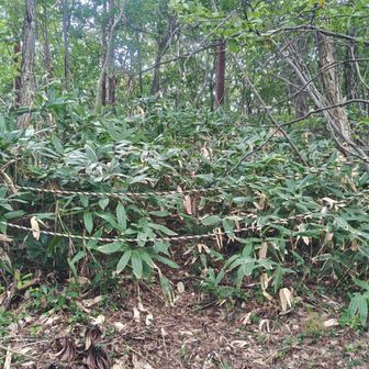 分岐に着きました

石切山へのルート、トラロープが張ってありますよ…