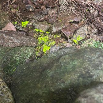 お参りして鳥居外に出てから思い出し　光苔を探す