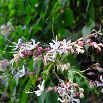 画像に写っている植物は、シソ科クサギ属の落葉低木であるクサギ（臭木）に見えます。夏から秋にかけて白い花と赤紫色のガクをつけ、葉や枝を傷つけると独特の臭いがあるのが特徴です。 