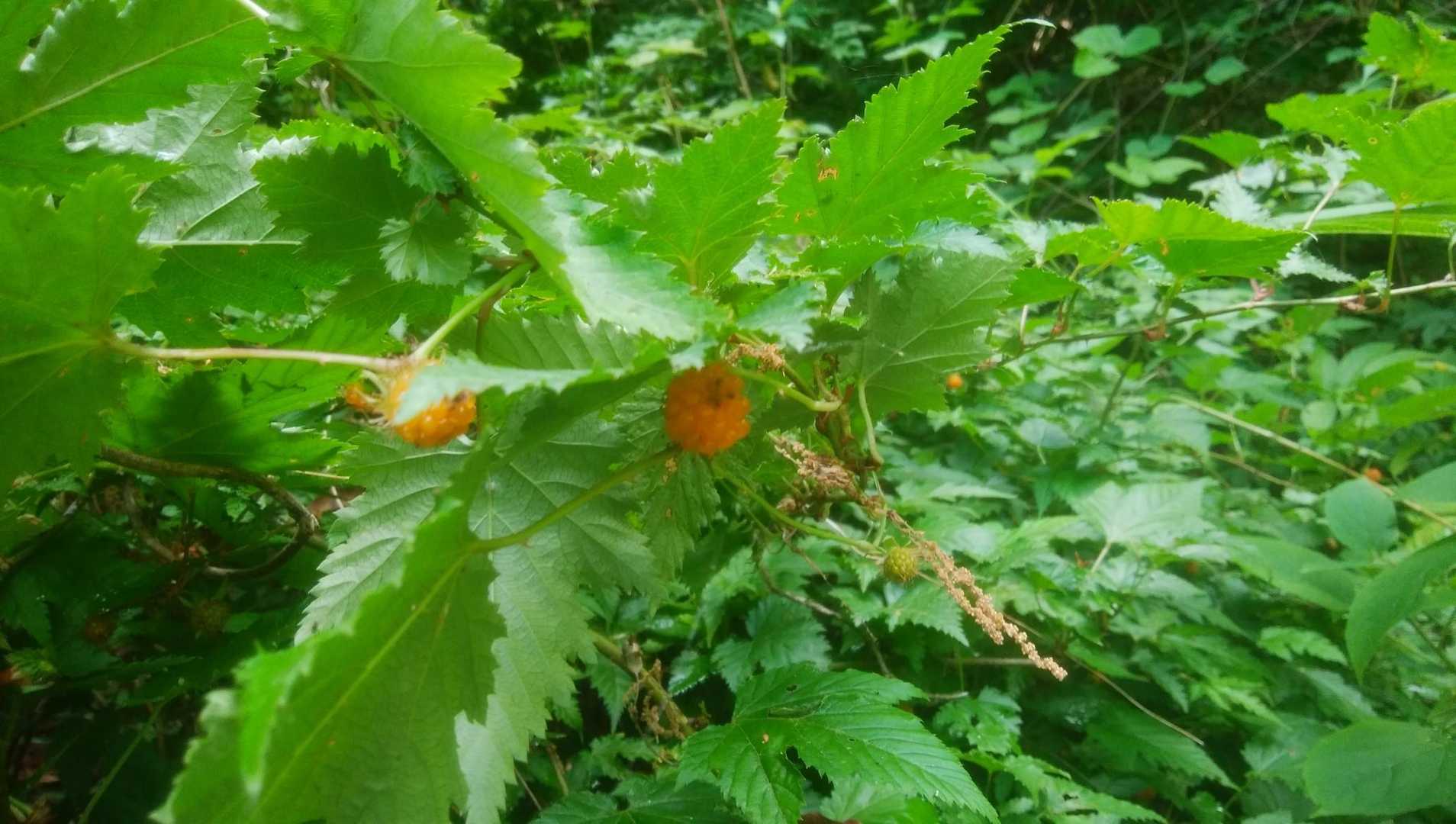 大沢公園　林道横のモミジイチゴ