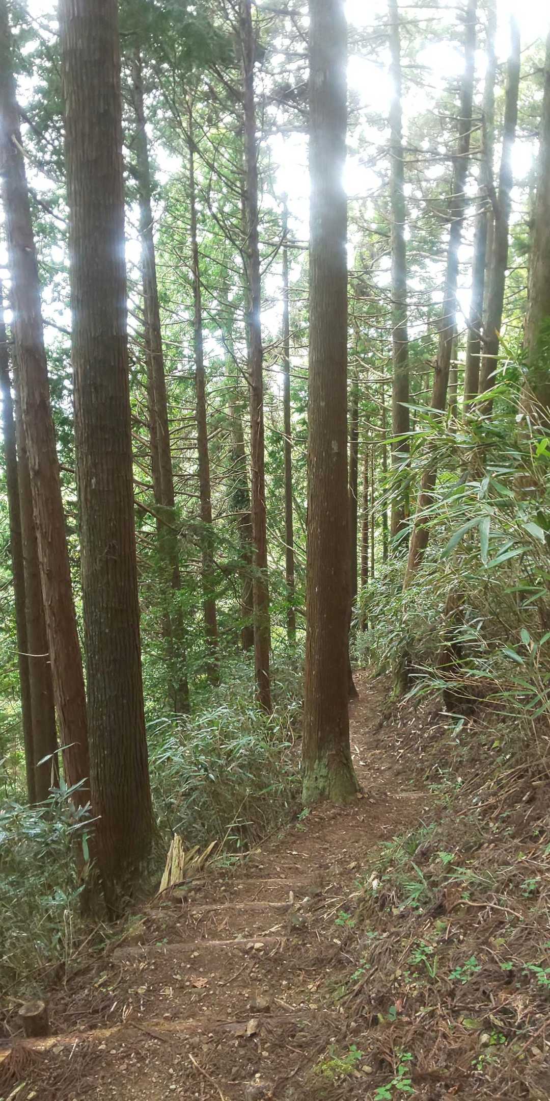 整備された植林帯は気持ちいい